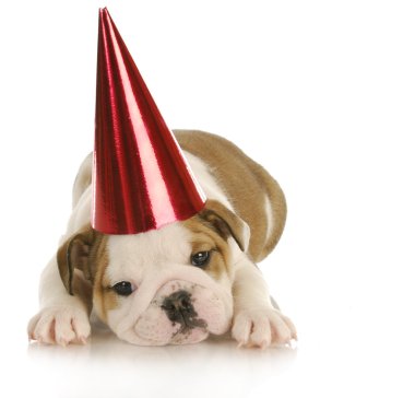 parti köpek
