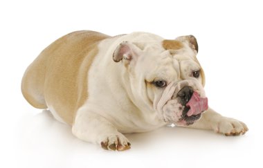 Dili çıkmış bir köpek.