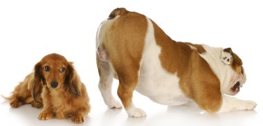 İki köpek.