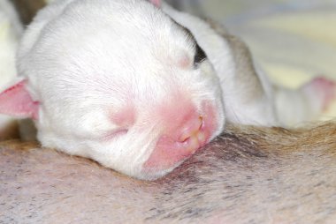 Hemşirelik köpek yavrusu