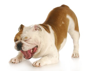 esneme bulldog