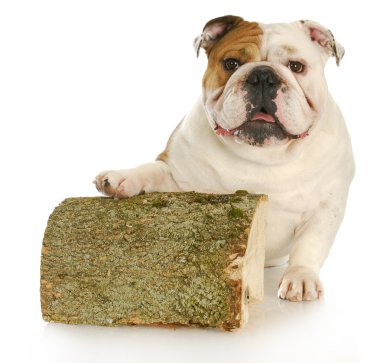 İngilizce Bulldog