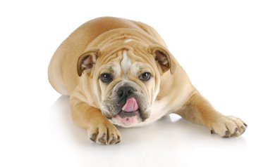 köpek yalamaya dudaklar