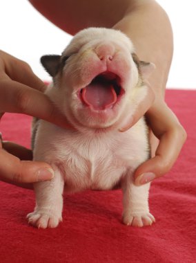 One week old puppy