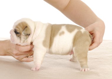 köpek yavrusu - 3 haftalık