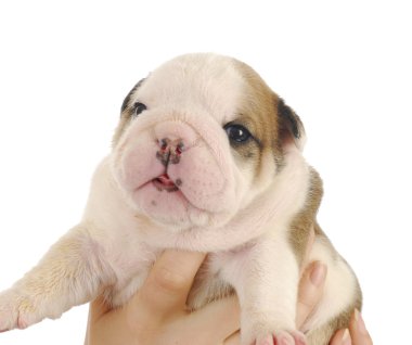Bulldog yavrusu