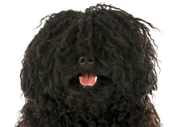 Puli baş portre