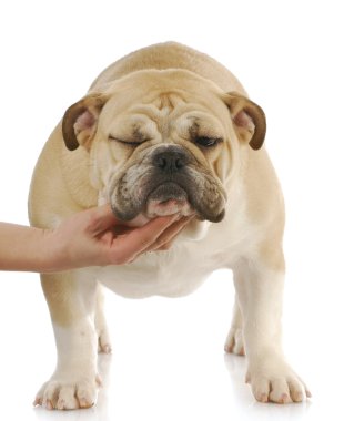 İngilizce Bulldog