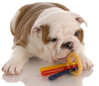 köpek ve çiğnemek oyuncak