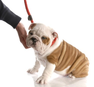 köpeklerine tasma