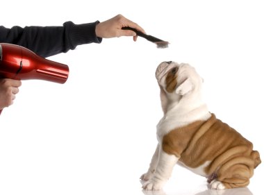 Bulldog damat