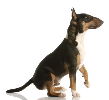 köpek oturuyor