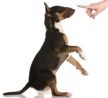 yaramaz köpek