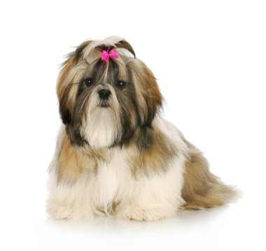 Şirin köpek.