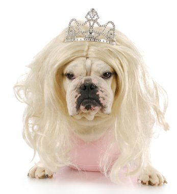 şımarık köpeği