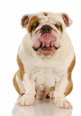 köpek yalamaya dudaklar
