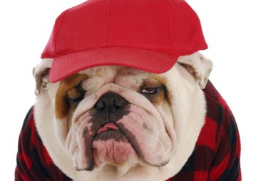 erkek bulldog