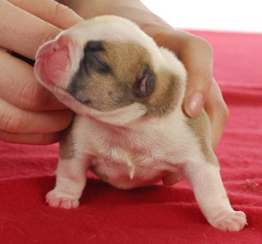 newborn puppy clipart