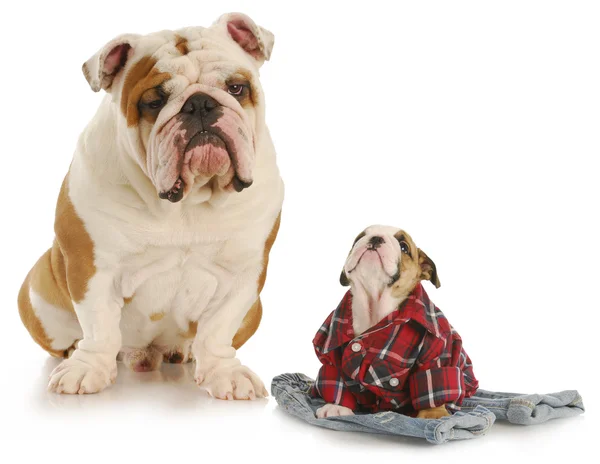 Father and son dogs — Stock Photo, Image