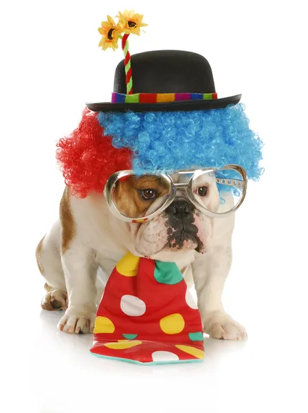 Hund wie ein Clown gekleidet — Stockfoto