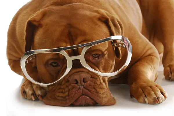 Hund mit Brille — Stockfoto