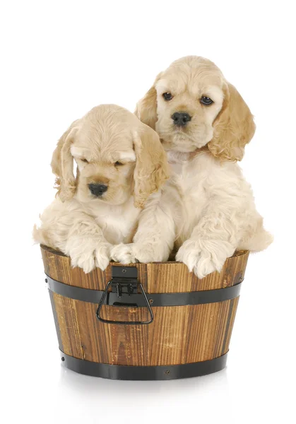 Lindos cachorros — Foto de Stock