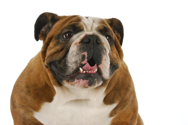 Bulldog panting — Stock Photo, Image