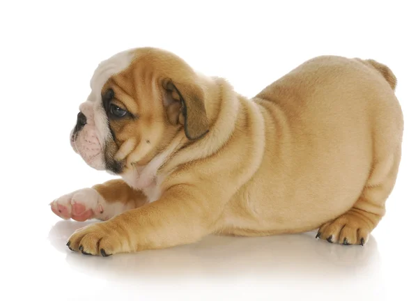 Bulldog puppy — Stock Photo, Image