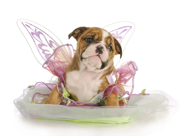 Puppy angel — Stock Photo, Image