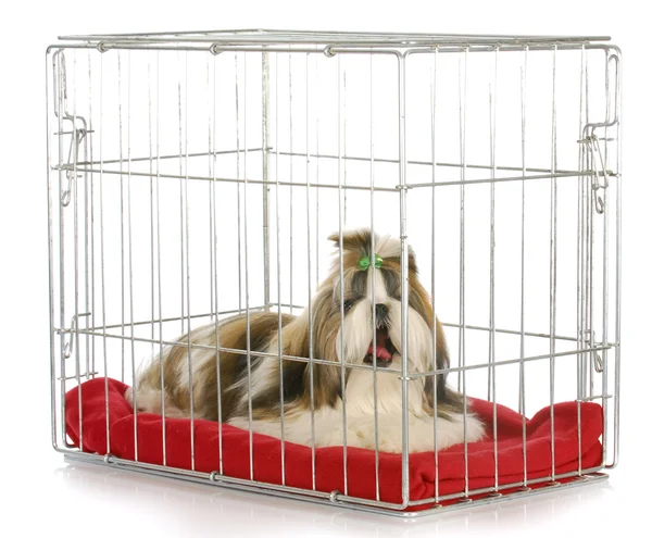 Dog in a crate — Stock Photo, Image