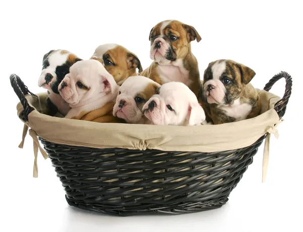 Litter of puppies — Stock Photo, Image