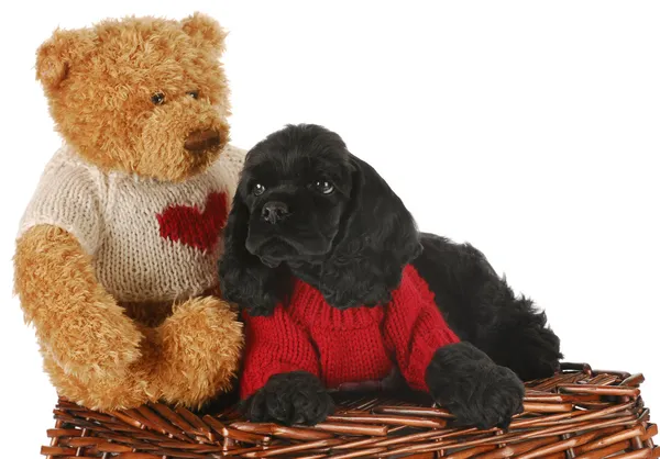 Puppy with bear — Stock Photo, Image