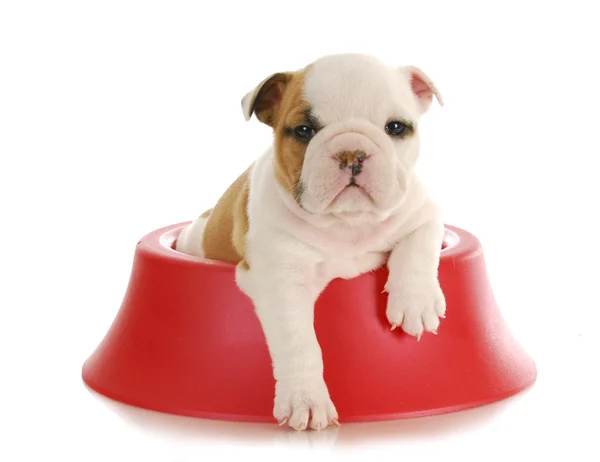 Bulldog puppy — Stock Photo, Image