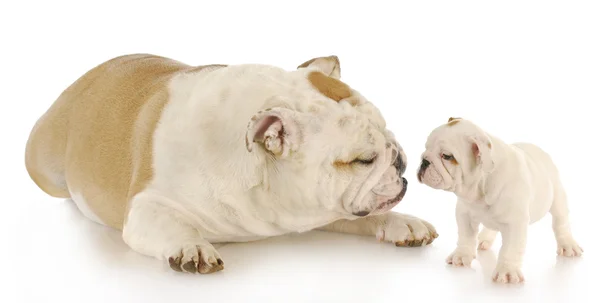 Bulldog moeder en puppy — Stockfoto