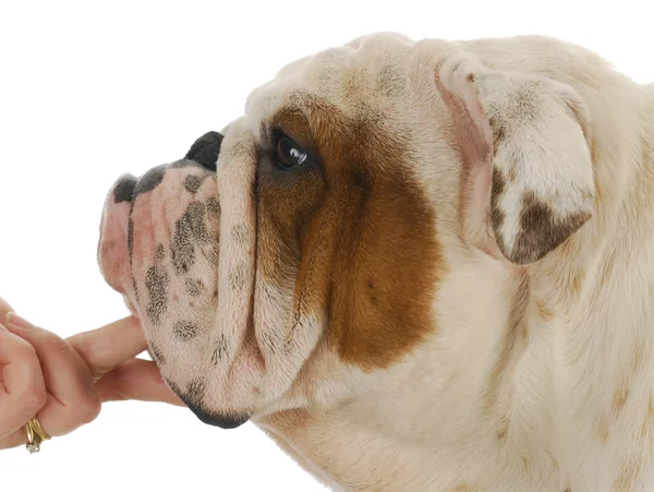 Bulldog head — Stock Photo, Image