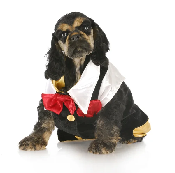 Formal puppy — Stock Photo, Image