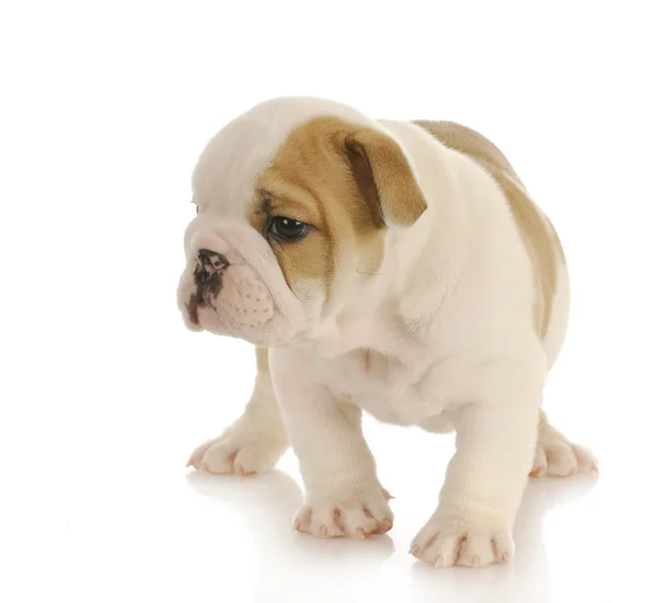 Young puppy — Stock Photo, Image
