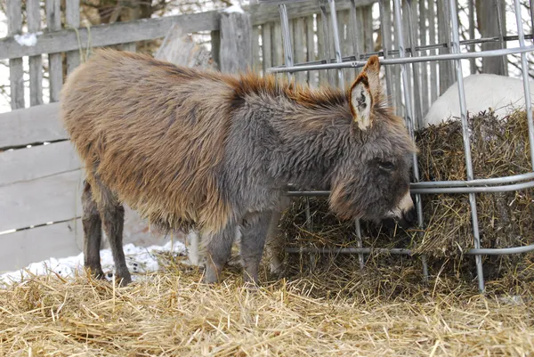 Miniature donkey — Stock Photo, Image