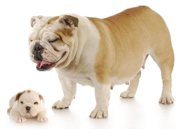 Moeder en puppy — Stockfoto
