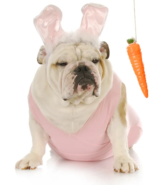 Easter dog — Stock Photo, Image