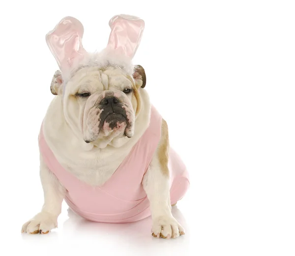 Easter dog — Stock Photo, Image