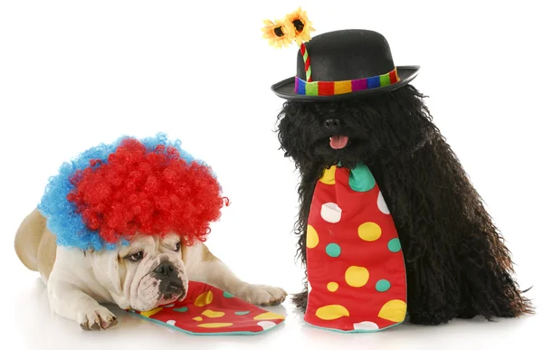 Twee clowns — Stockfoto