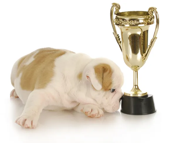 Champion puppy — Stock Photo, Image