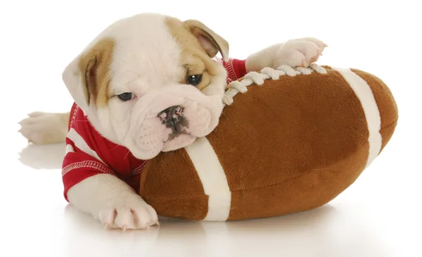 Pup met voetbal — Stockfoto