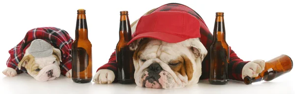 Dronken honden — Stockfoto