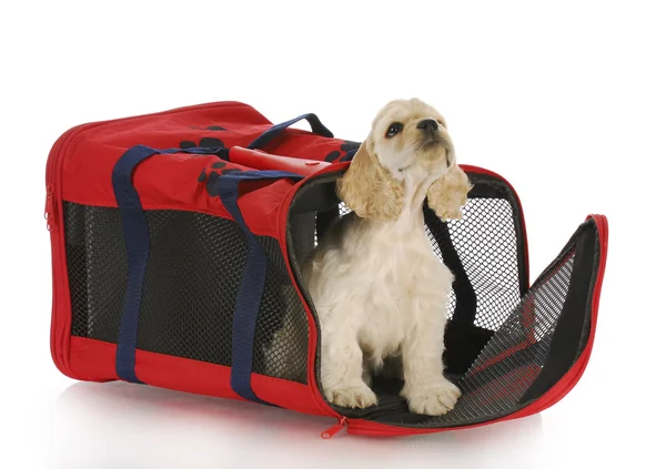 Puppy in crate — Stock Photo, Image