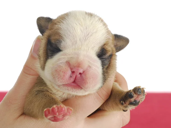 Pasgeboren pup — Stockfoto