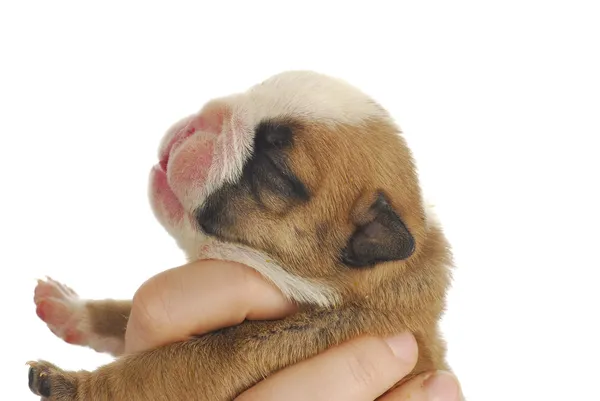 Cachorro recém-nascido — Fotografia de Stock