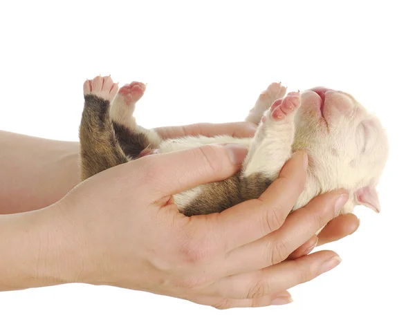 Newborn puppy — Stock Photo, Image