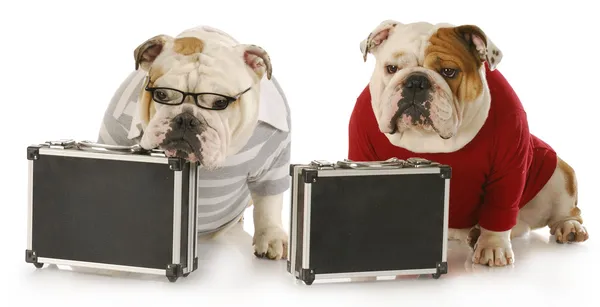 Dois cães de trabalho — Fotografia de Stock